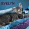 Evelyn