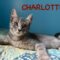 Charlotte