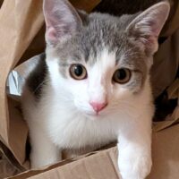 Miso has large beautiful brown eyes