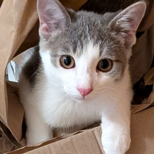 Miso has large beautiful brown eyes